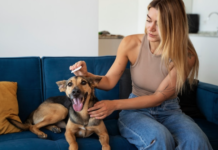 Effective Flea and Tick Treatments: What Pet Owners Should Know